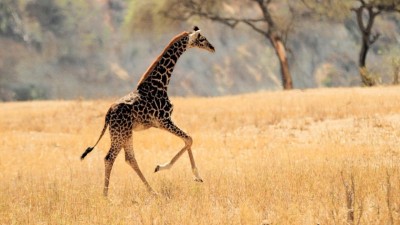 ޒަރާފާގެ އާބާދީ މަދުވެ، ދުނިޔެއިން ނެތި ދިއުމުގެ ބިރު ހީވެއްޖެ!