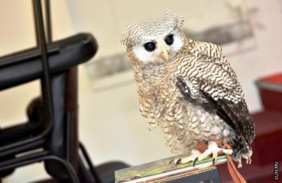 ހިމާޔަތްކޮށްފައިވާ ދޫނިތަކެއް ގެންގުޅުނު މީހަކު އެއްލައްކަ ރުފިޔާއަށްވުރެ ބޮޑު އަދަދަކުން ޖޫރިމަނާކޮށްފި