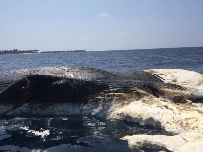 އޮޔާދާ ބޮޑު މަހެއް ކައިރީގައި ގިނަ އަދަދެއްގެ ފެމުނު މިޔަރުތަކެއް