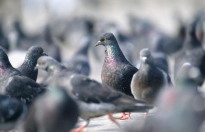 ކޮތަރު ނަޖިސް ބައެއް މީހުންނަށް ވަރަށް ނުރައްކާ