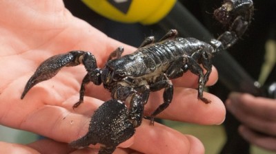 ޔުނައިޓެޑުން ދަތުރުކުރި ފަސިންޖަރެއްގެ ގަޔަށް ނަގުލަންދާއްޓެއް ކަށިޖަހައިފި