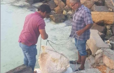 އެކަނި މަހަށް ގޮސް އުޅެނިކޮށް ފެނުނީ 82 ކިލޯގެ މާވަހަރެއް