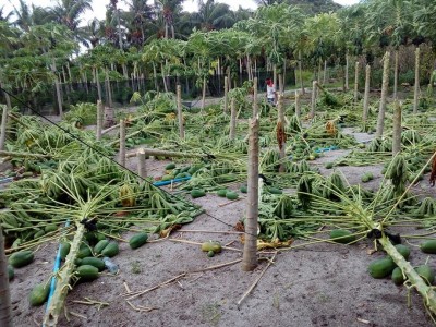 ރޯދައަށް ފައްކާކުރި ތޮއްޑޫ ދަނޑުތައް ވިއްސާރާގައި ހަލާކުވެއްޖެ