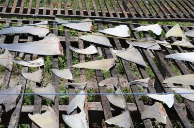 މަސްވެރިންގެ ޝަކުވާއަށް ވުރެ މިޔަރުގެ ފައިދާ ބޮޑު!