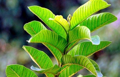 ފޭރު ފަތުން އިސްތަށިގަނޑަށް ފަރުވާ ކުރެވިދާނެ