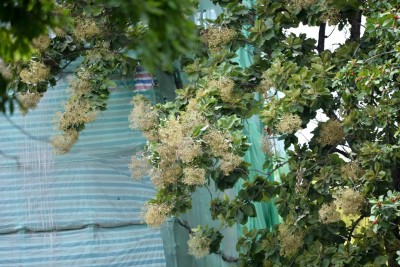 ހުއްދަ ނެތި ގަސް އެތެރެ ކުރުމަކީ މަނާ ކަމެއް: ފިޝަރީޒް މިނިސްޓްރީ