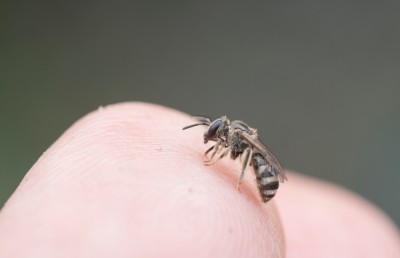 އަންހެނެއްގެ ލޯ ތެރެއިން ހަތަރު ކުޅަނދުރު، ލޯ ސަލާމަތްވީ ކިރިޔާ