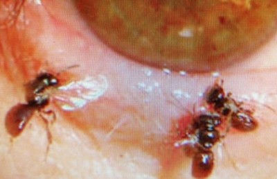 އަންހެނެއްގެ ލޯ ތެރެއިން ހަތަރު ކުޅަނދުރު، ލޯ ސަލާމަތްވީ ކިރިޔާ