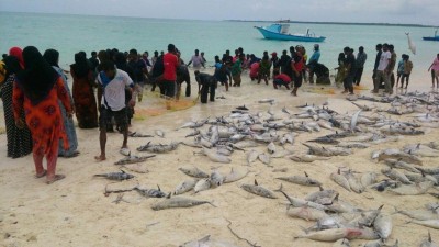 ކުނަހަންދޫ ބަނދަރުން މުށިމަސް ހިފި މައްސަލައެއް ފިޝަރީޒަށް ހުށަހަޅަން ނިންމައިފި
