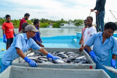 މަސްވެރިކަމުން އުފެދޭ ޕްލާސްޓިކް ކުނި ރިސައިކަލް ކުރުމަށް ޕާލޭއާ ހަވާލުކޮށްފި