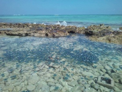 ރެދަނަށް ފަހު ވާދޫ ގޮނޑު ދޮށުން ޖެލީ ފިޝް!