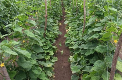 ހިތުހުރި ގޮތަކަށް ޕެސްޓިސައިޑް ބޭނުންކުރުމުގެ އަގު