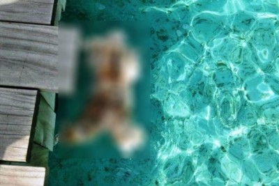 ކުނިވެ ހަލާކުވެފައި އޮތް އިންސާނެއްގެ ހަށިގަނޑު ސޮނޭވާ މޫދުތެރެއިން ފެނިއްޖެ