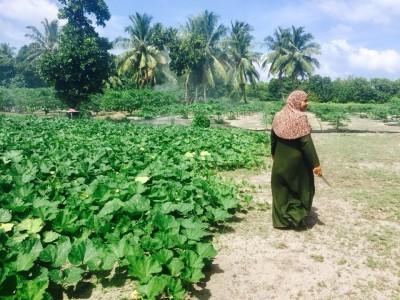 ދަނޑުވެރިކަމުގެ އިމްޕޯޓް މަދުކުރުމަށްދޭ ލޯނަށް ކުރިމަތިލާން ހުޅުވާލައިފި