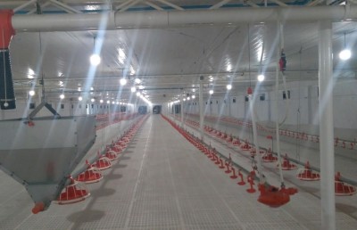 12 މިލިއަން ރުފިޔާގެ ބޮޑު އިންވެސްޓްމަންޓަކާއެކު ދުވާލަކު 1،000 ކުކުޅު ރާއްޖޭގެ މާކެޓަށް!