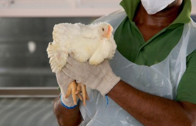 12 މިލިއަން ރުފިޔާގެ ބޮޑު އިންވެސްޓްމަންޓަކާއެކު ދުވާލަކު 1،000 ކުކުޅު ރާއްޖޭގެ މާކެޓަށް!