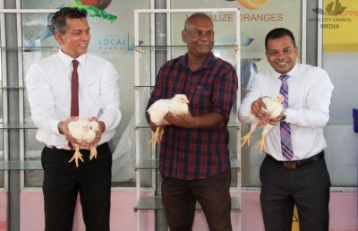 12 މިލިއަން ރުފިޔާގެ ބޮޑު އިންވެސްޓްމަންޓަކާއެކު ދުވާލަކު 1،000 ކުކުޅު ރާއްޖޭގެ މާކެޓަށް!