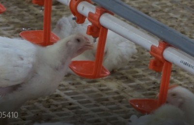 12 މިލިއަން ރުފިޔާގެ ބޮޑު އިންވެސްޓްމަންޓަކާއެކު ދުވާލަކު 1،000 ކުކުޅު ރާއްޖޭގެ މާކެޓަށް!