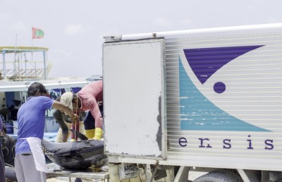 ފުލް ކެޕޭސިޓީގައި މިދަނީ މަސް ގަންނަމުން: އެންސިސް