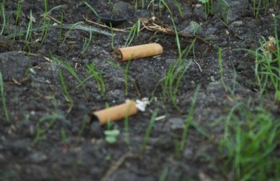 ސިނގިރެޓް ފިލްޓަރު؛ ގަސްގަހާގެއްސަށް ވެސް ނުރައްކާ