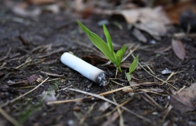 ސިނގިރެޓް ފިލްޓަރު؛ ގަސްގަހާގެއްސަށް ވެސް ނުރައްކާ