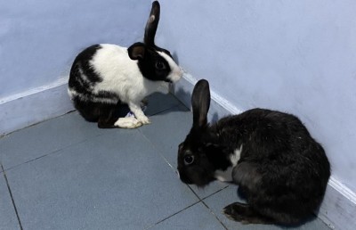 މަގުމަތިން ފެނުނު ދެ މުސަޅު ފުލުހުންގެ ބެލުމުގެ ދަށުގައި!