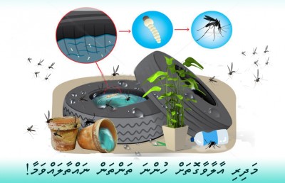 ޑެންގޫ ޖެހުނު މިންވަރު މި އަހަރު ދިޔައީ ދަށަށް: އެޗްޕީއޭ