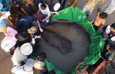 ކޯރެއްގައި ދިރިއުޅޭ އެންމެ ބޮޑު މަސް ކެމްބޯޑިއާއިން ފެނިއްޖެ