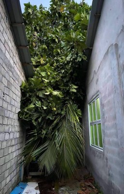 ކޮޅިގަނޑެއްގައި ދަރަނބޫދުއަށް ބޮޑެތި ގެއްލުންތަކެއް ވެއްޖެ