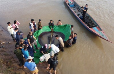 ކޯރެއްގައި ދިރިއުޅޭ އެންމެ ބޮޑު މަސް ކެމްބޯޑިއާއިން ފެނިއްޖެ