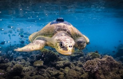 ފޯ ސީޒަންގެ ޕެގީ ހެޔޮ ހާލުގައި، ރާއްޖެ ދޫކޮށް މާ ދުރަށް!