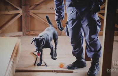 ރާއްޖެ އައި ބިދޭސީއެއްގެ އަތުން ގިނަ އަދަދެއްގެ މަސްތުވާތަކެތި އަތުލައިފި