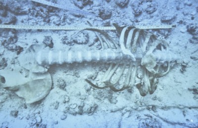 ލިޔެކިޔުން ނެތް ބިދޭސީން: އެއީ ލުތުފަރުތަ؟ މަރުވީ ކާކު؟