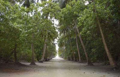 މަގު ހަދަން ރުއްތައް ނެގުމާއެކު ހުޅުދުއްފާރުގެ ރީތިކަން ގެއްލިއްޖެ