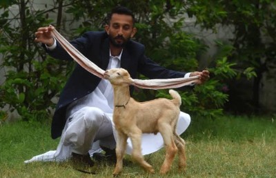 ކަންފަތް ދިގު ބަކަރިއެއް ޕާކިސްތާނުގައި ތަރިއަކަށް