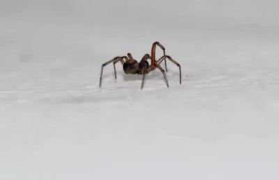 ގެއިން ފައިދިގުމަކުނު ނެރެން ޕޮލިހަށް ގުޅުމުން ގޯސްވެއްޖެ