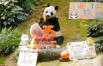 ދުނިޔޭގެ އެންމެ ދުވަސްވީ ޕެންޑާ މަރުވެއްޖެ