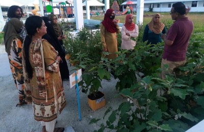 އެމްއައި ކޮލެޖުން ގާޑެނިން ކޯހެއް ފަށައިފި