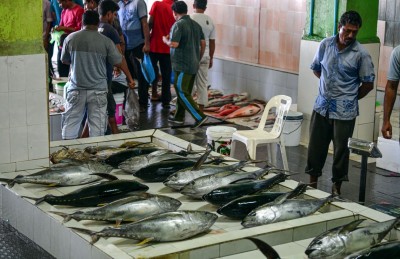 މަސްވެރިން މަސް ބާނަނީ އެކަމަކު އަގެއް ނެތް