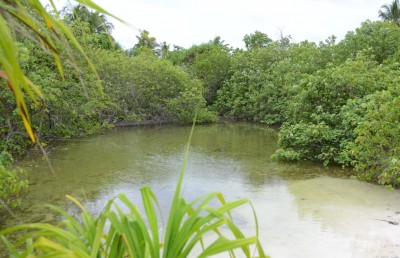 ގުދުރަތީ ރީތިކަން ބަލަން ނޭޗާ ޕާކުތަކަށް ގިނަ ދިވެހިން ޒިޔާރަތްކުރޭ