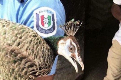 މީސް މީޑިއާގައި ވައިރަލްވި ސާމަރާދުނި އޭގެ ވެރިފަރާތާ ފުލުހުން ހަވާލުކޮށްފި