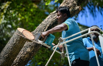 އަމީނީމަގު: ގަސްތައް ނެގޭކަށް ނެތް، ނުނަގާ ވާކަށް ނެތް؟