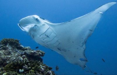 ފަރުތަކުގެ ސިއްހަތު ދެނެގަތުމަށް ބާއްވާ ފޮޓޯ މުބާރާތް ފަސްކޮށްފި