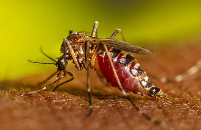 މާ ބޮޑަށް މަދިރި ހަފަނީ ހަށިގަނޑުގައި ހުންނަ ވަހަކުން