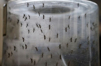 މާ ބޮޑަށް މަދިރި ހަފަނީ ހަށިގަނޑުގައި ހުންނަ ވަހަކުން