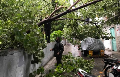 ވިއްސާރައިގައި މާލެ އިން ގަސްތަކެއް ވެއްޓި ގެއްލުންވެއްޖެ