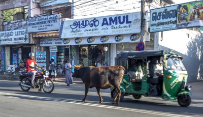 ސްރީލަންކާގެ 100 ޓައުނެއްގައި ސިނގިރޭޓު ވިއްކުން ހުއްޓާލައިފި