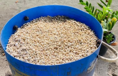 ރިނބުދޫން ފެނުނު ބޮލިވަޅުން 80،000 އަށް ވުރެ ގިނަ ބޮލި!