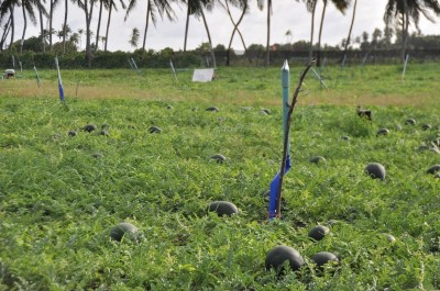 ތޮއްޑޫ ގޮއިބިމުން ބިން ދޫކުރުން މަޑުޖައްސާލަން އަމުރުކޮށްފި