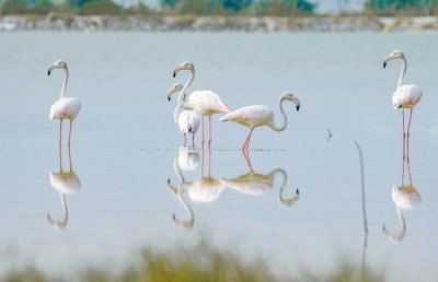 ފްލެމިންގޯތަކުގެ ފުރަތަމަ މަންޒިލަކީ މިފަހަރު ކުޅުދުއްފުށި!